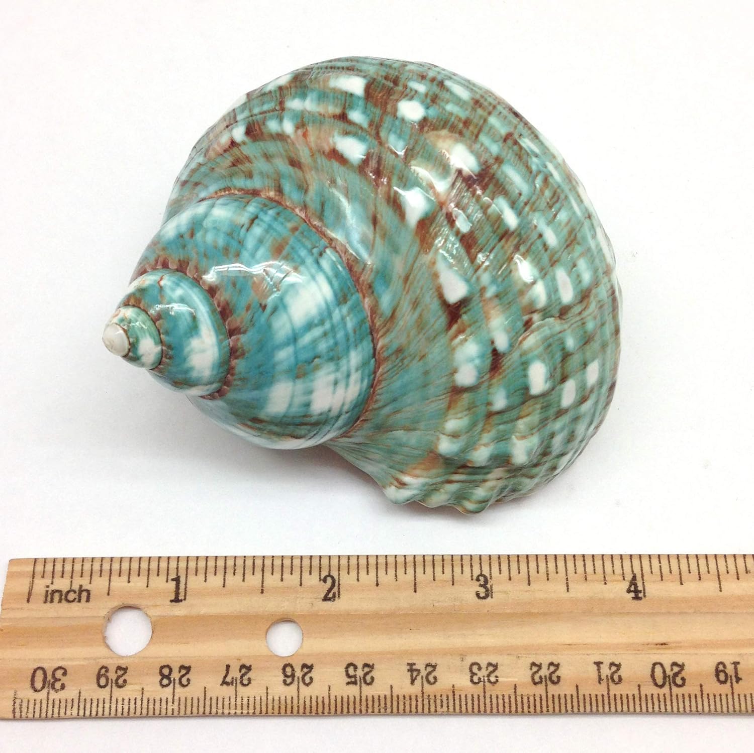 PEPPERLONELY Green Blue Gade Big Turbo Sea Shells, Large Hermit Crab Shells, 3 Inch ~ 3-1/2 Inch