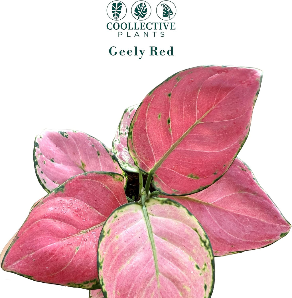 CoollectivePlants Aglaonema Geely Red – Aglaonema Live Plant in 4” Growers Pot - Chinese Evergreen Plant Live, Deep Red Variegated Leaves Live Indoor Plant, Easy Low Light Houseplant