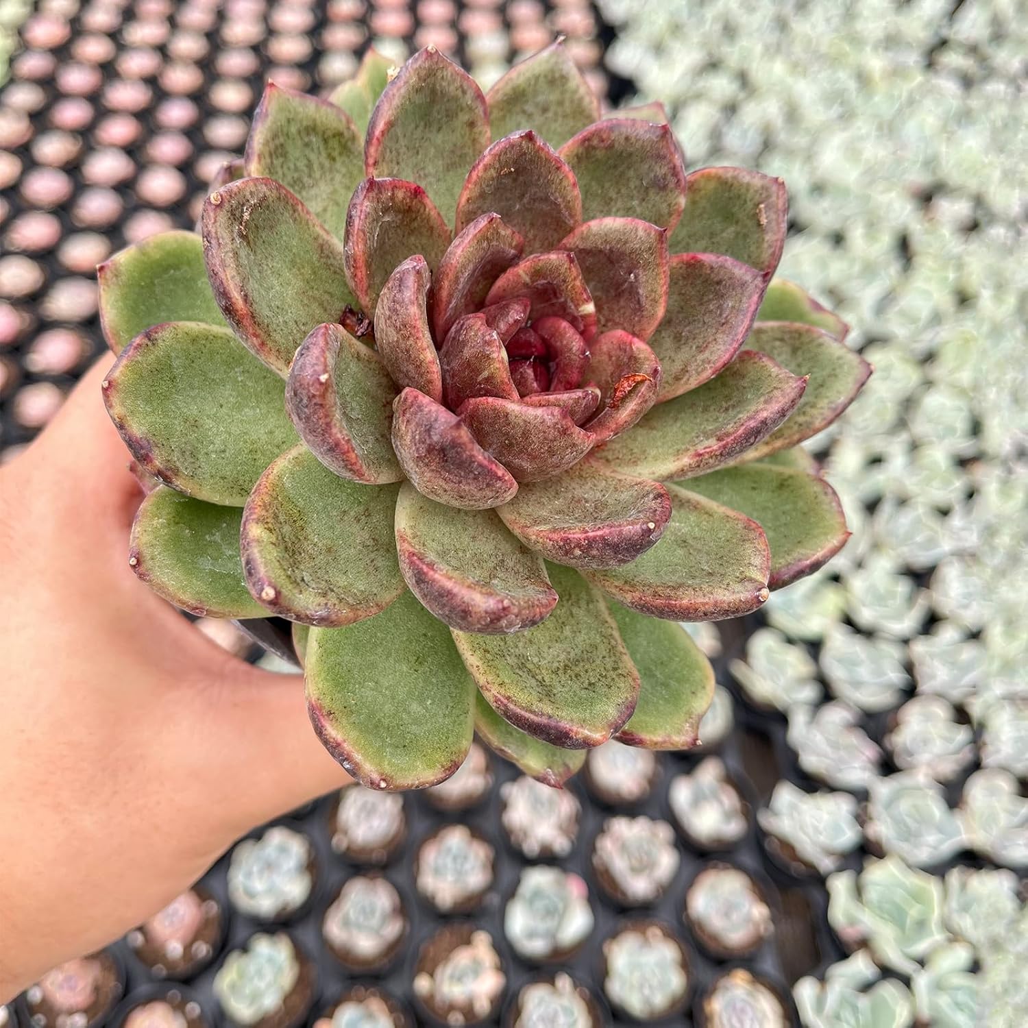 Live Succulent Plants (Echeveria 'Black-Crystals'), Easy Care Houseplant for Home and Office Decor, Great Gift for Housewarming, Birthday, Thanksgiving