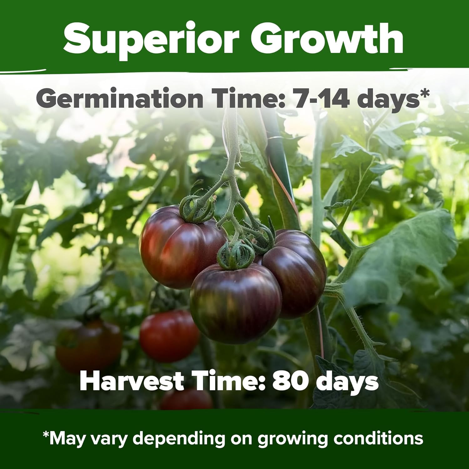 HOME GROWN Cherokee Purple Tomato Seeds 2 Pack (Solanum lycopersicum) - 212 Seeds, Tomato for Planting - Heirloom Vegetable Seeds with High Germination Rate