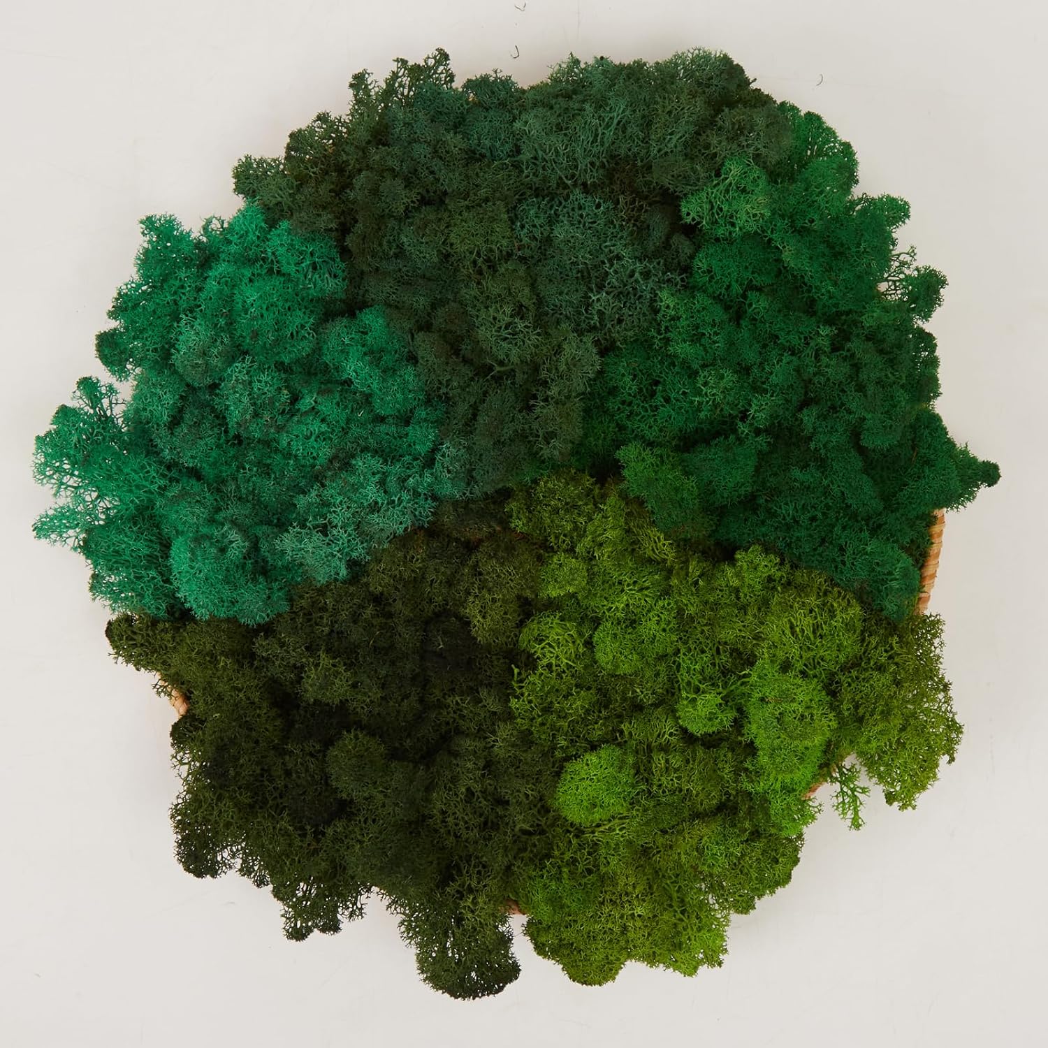 Preserved Reindeer Moss Natural Green DIY Kit Gardenning Art Wall Decor Florist Decor Easter Table Decor Wedding