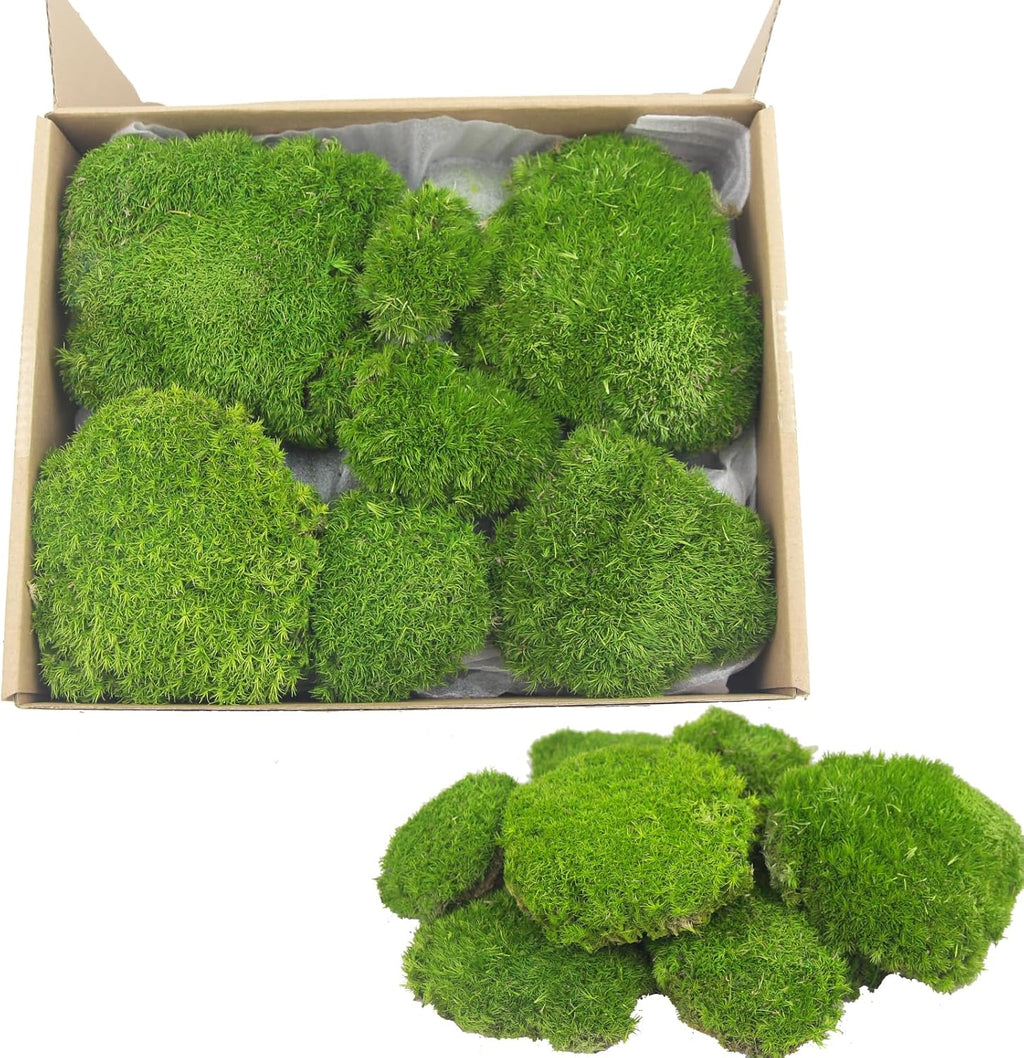 Preserved Pillow Moss Bulk Green Moss Balls for Bowls Waterproof 1.08 sq.ft Natural Green Decorative Preserved Pole Moss Pillow for Wall Art Terrariums Crafts Fairy Gardens Pot Plants Easter