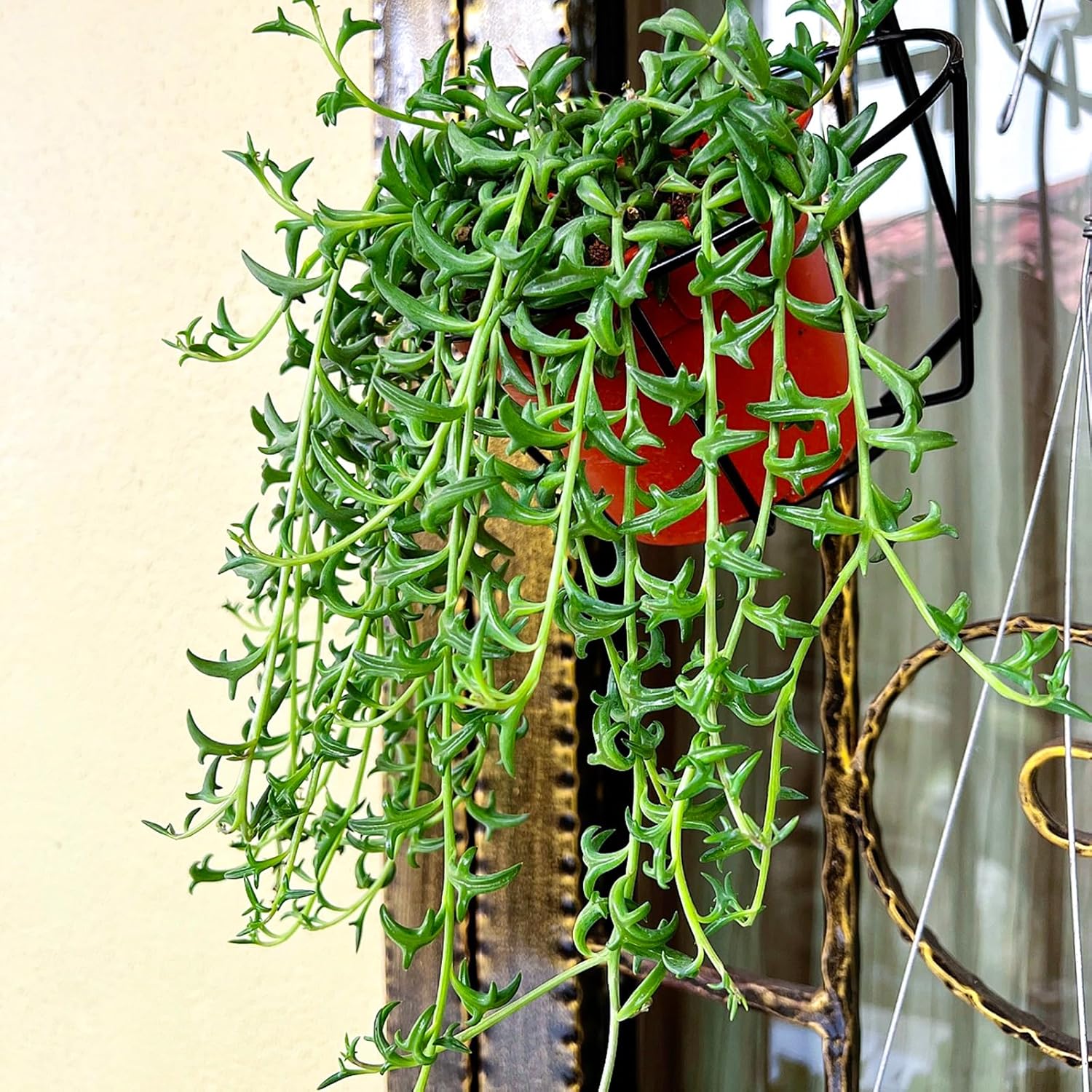 String of Dolphins in 4 inch Green Stripe Pot, Live Succulent Plant Fully Rooted in Pots with Soil, Rare House Plant for Home Office Wedding Decoration DIY Projects Party