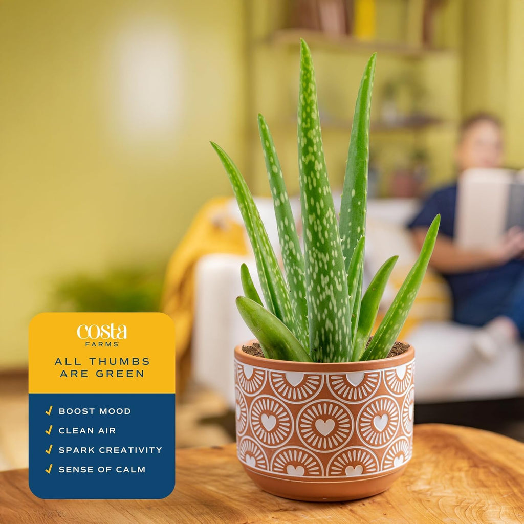 Costa Farms Aloe Vera, Easy to Grow Live Succulent Plant, Indoor Houseplant in Décor Plant Pot, Housewarming, Birthday Gift, Room or Home Decor, 10-12 Inches Tall