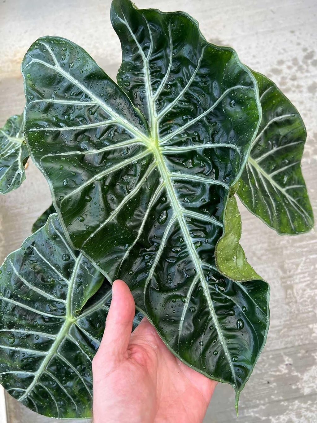 Gardenera Organic Autoflower Plants Potting Soil Mix - Perfect Balance of Nutrients, Drainage, and Aeration for Thriving Autoflower Plants- 10 Quart