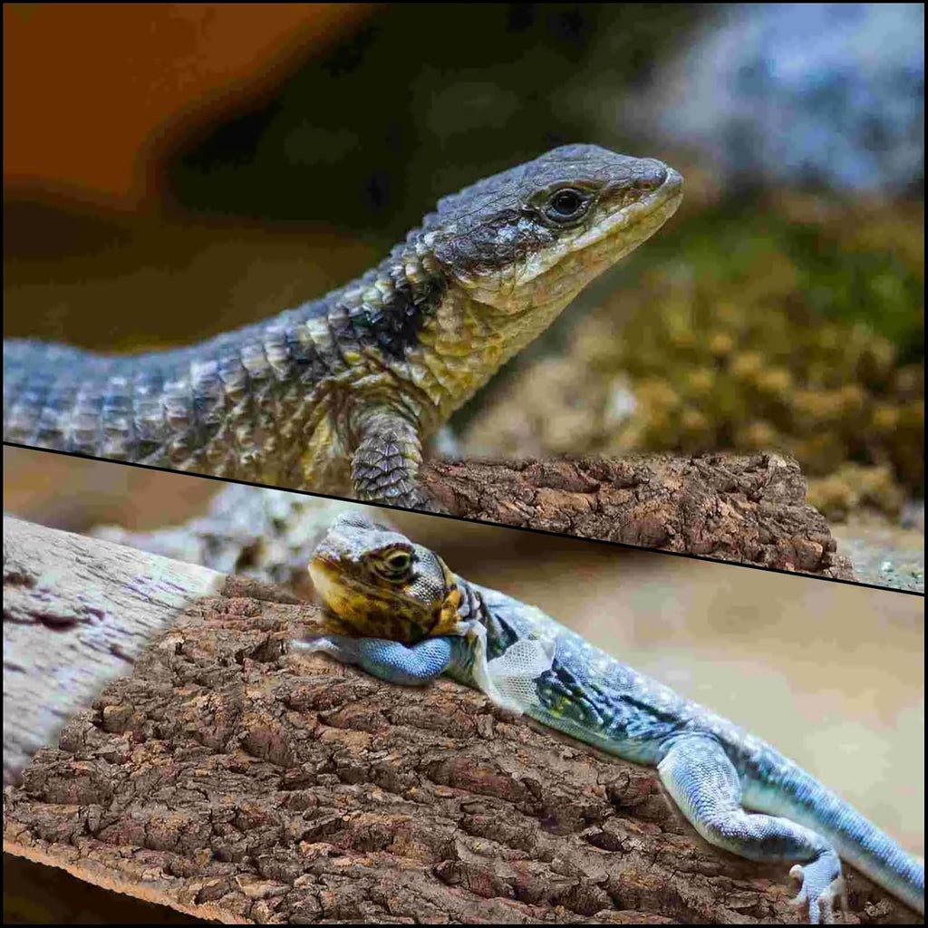 RHBLME 4 Pack Cork Bark, 11.8" L x 7.8" W Cork Bark for Reptiles, Cork Bark for Terrarium, Reptile Tank Background Terrarium Backdrop Wall Decor Natural Reptile Climbing Mat