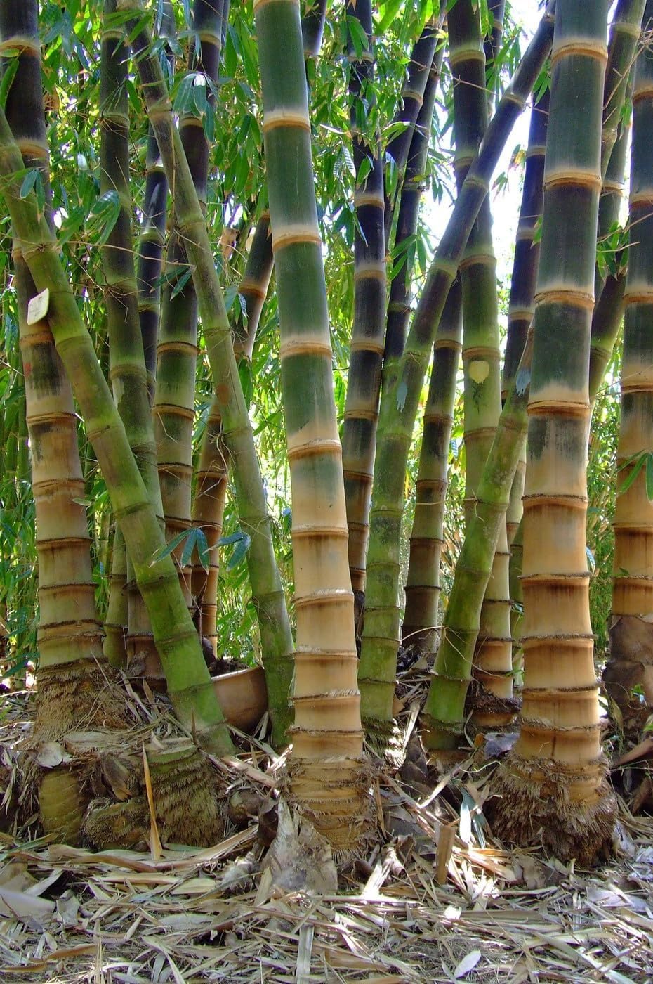 Black Bamboo | Dendrocalamus Asper Hitam | 3 Live Gallon Size Plants | Exotic Tropical Decor | Fast Growing Privacy Screen | Unique & Hardy