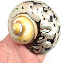 PEPPERLONELY 2 PC Hermit Crab Shells, Turbo Shells, African Sarmaticus Turbo Shell, 2-1/2 Inch ~ 3 Inch