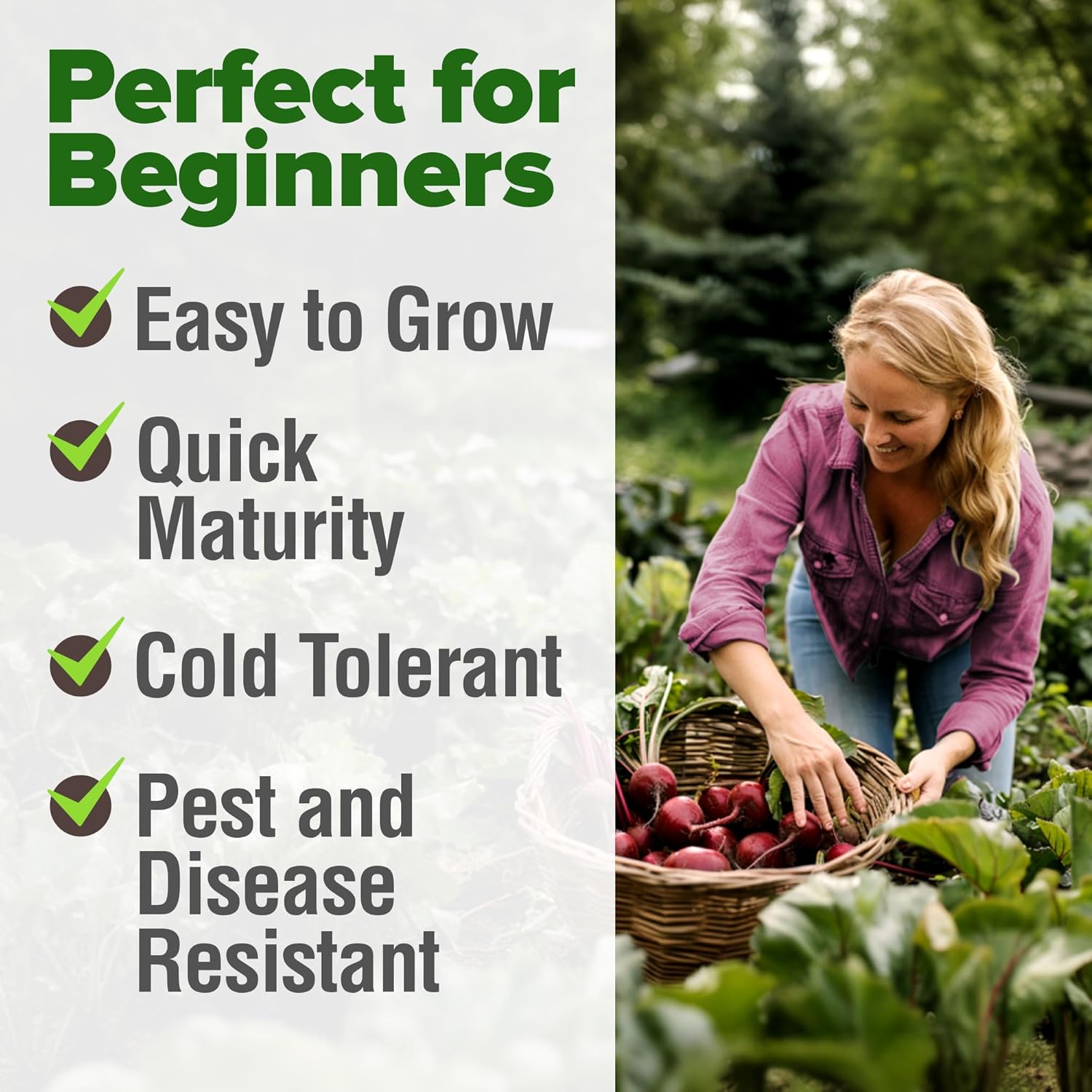 HOME GROWN Detroit Dark Red Beet Seeds 2 Pack(Beta vulgaris) 1000+ Heirloom Seeds with High Germination – Sweet,Nutrient-Rich Beets for Easy Planting in Garden Beds or Containers