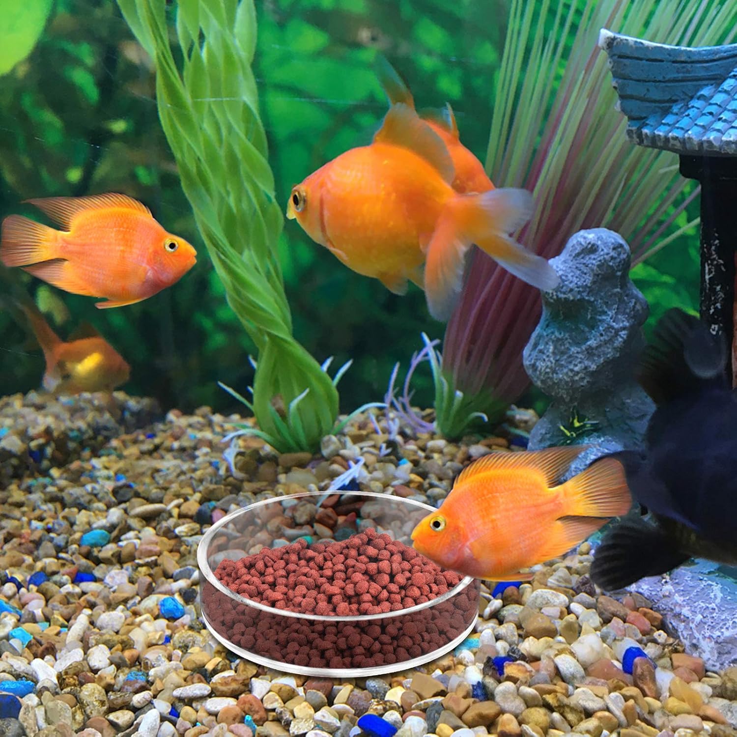 Aquarium Shrimp Feeder Dish Round Clear Fish Tank Feeding Dish Bowls (85mm)