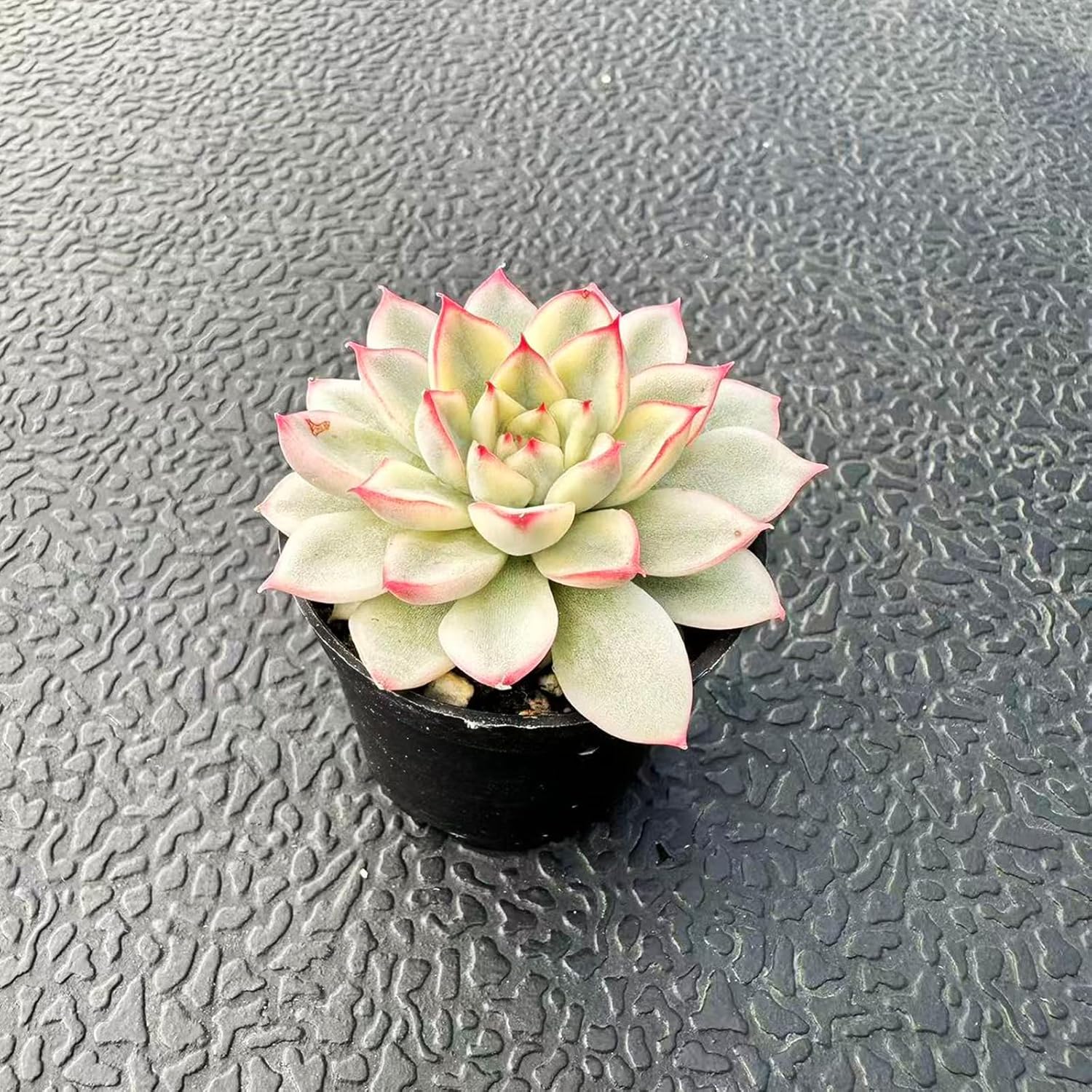 Live Succulent Variegated Echeveria Mebina, Approx 2-inch Large, Potted Succulents, Fully Rooted, Easy Care House Plants