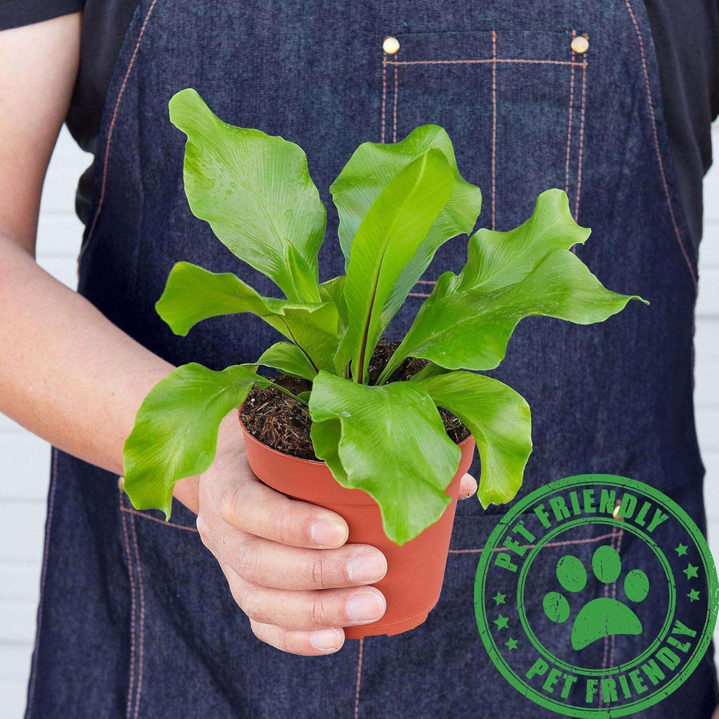 Bird's Nest Nidus Fern | Asplenium Nidus | Live Plant for Indoor | Different Houseplants in 4'' & 6'' Pot | Real House Plant for Living Room, Office, Desk & Bathroom