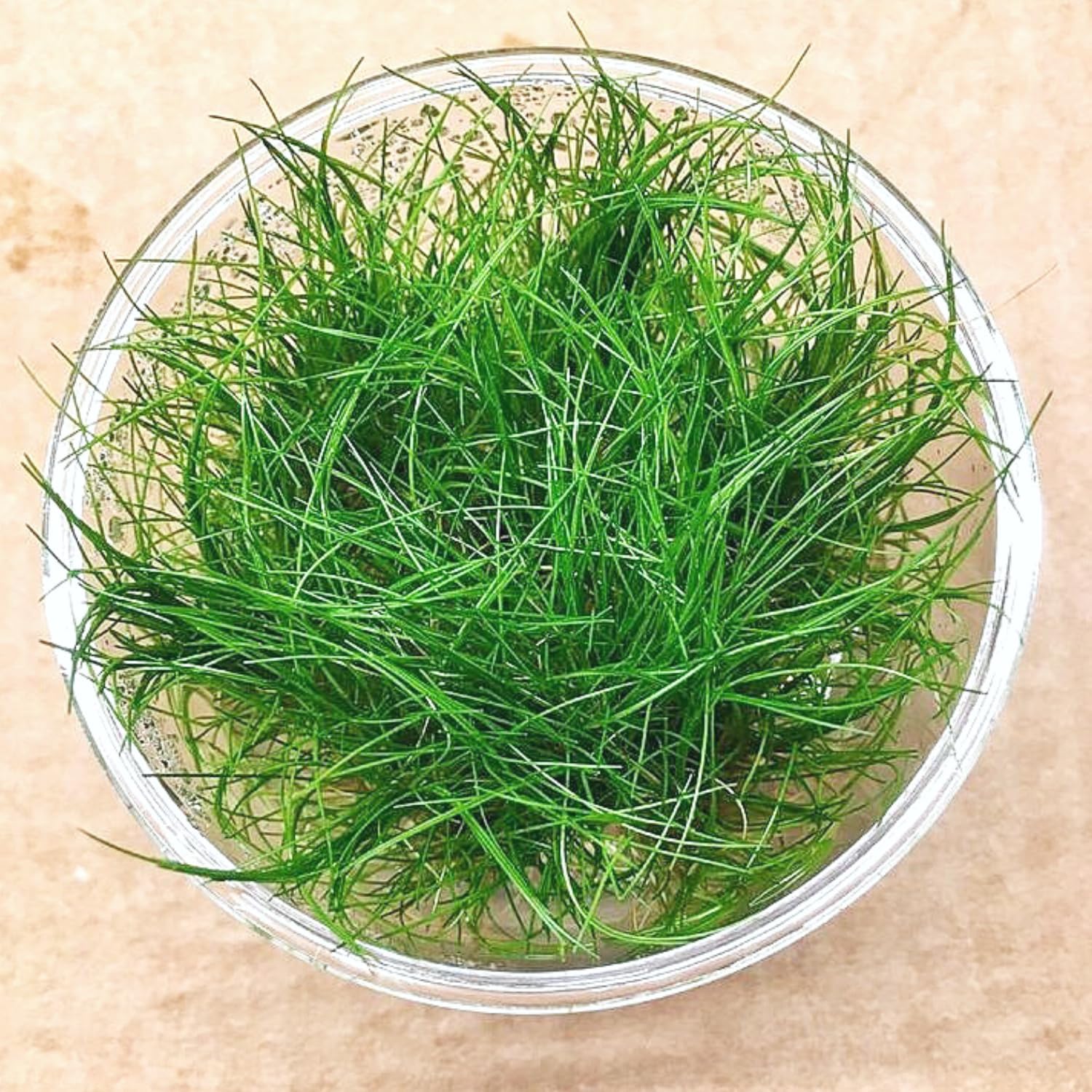 Dwarf Hairgrass Eleocharis Sp 1 Mini Tissue Culture Cup Freshwater Live Aquarium Plants Decoration BUY2GET1FREE