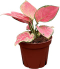 CoollectivePlants Aglaonema Geely Red – Aglaonema Live Plant in 4” Growers Pot - Chinese Evergreen Plant Live, Deep Red Variegated Leaves Live Indoor Plant, Easy Low Light Houseplant