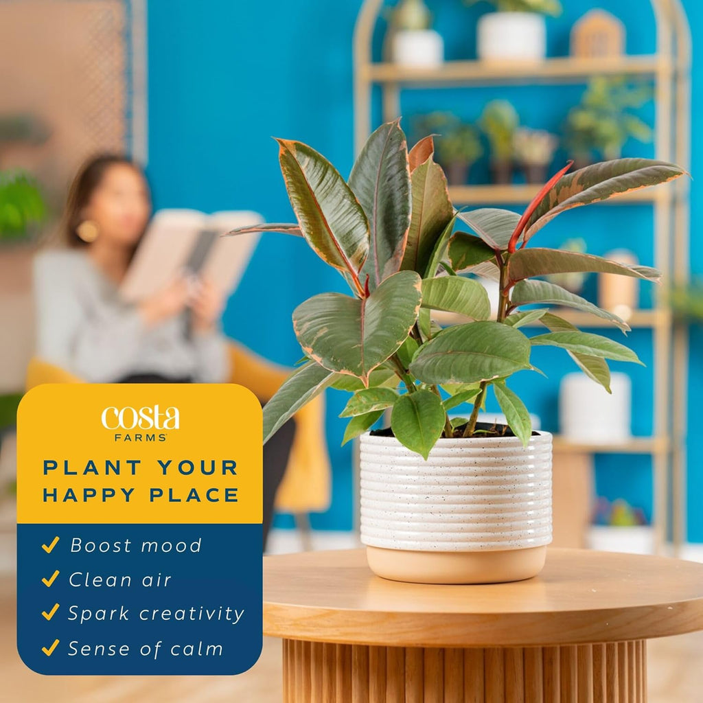 Costa Farms Indoor Live Plants in Decorative Pot, Indoor Houseplant, Perfect for Home, Room, or Office Decor, Great House Warming or Birthday Gift, 12-18 Inches Tall, Pack of 6