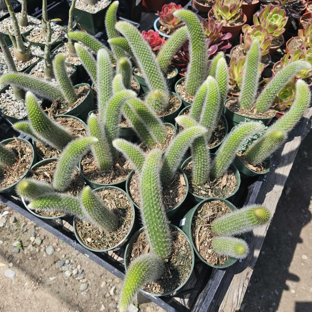 Monkey Tail Cactus Live Plants, Monkey Tail Cactus Live, Monkey Tail Cactus Plants for Planting, Live Monkey Tail Cactus, No Pot, 3.5 to 5 Inches Tall