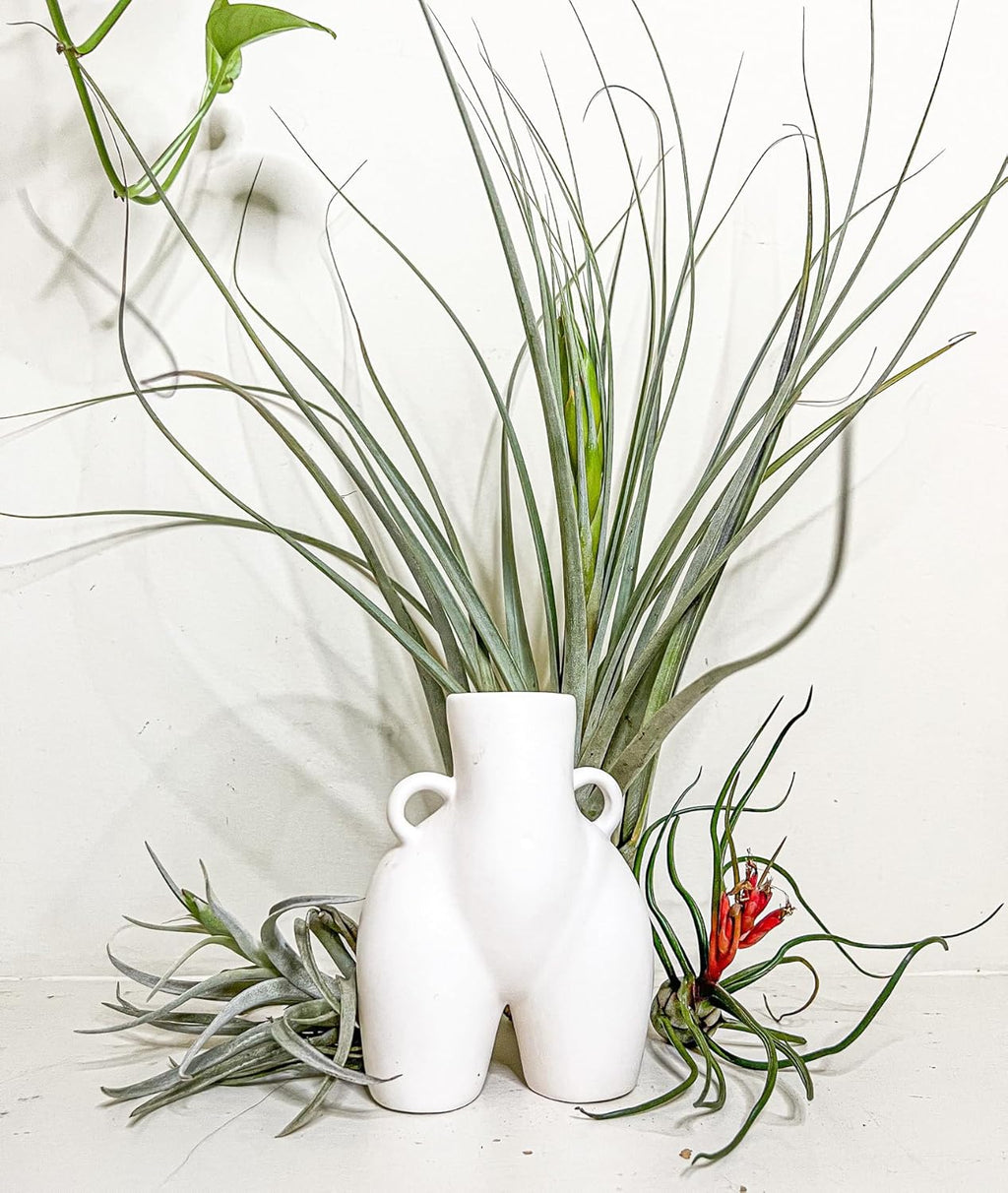 ragnaroc Air Plants - Elsker Gift Box - Large 4" - 5ct - Live Arrival Guaranteed - House Plants for Home Decor & Gift