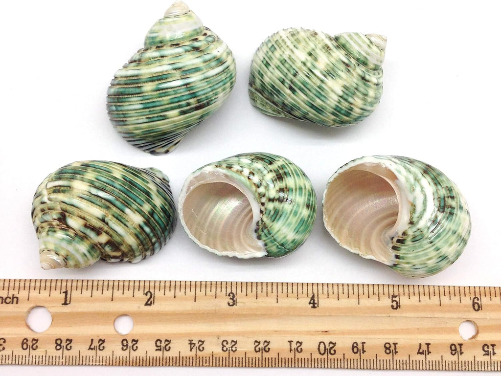 PEPPERLONELY 5 PC Natural Hermit Crab Shells, Polished Green Turbo Sea Shells, 1-3/4 Inch ~ 2-1/4 Inch