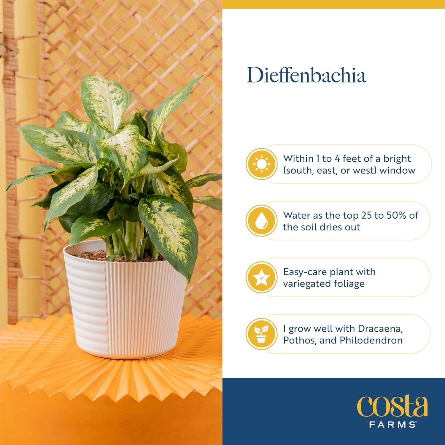 Costa Farms Dieffenbachia Live Plant Indoor, Easy Grow Light and Watering Houseplant, Potted in Indoors Garden Decor Plant Pot, Soil, Grower's Choice, Home and Office Plants Decor, 1 Foot Tall