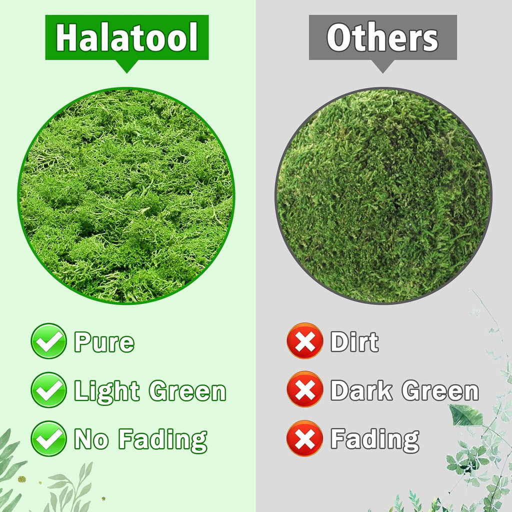 Halatool Preserved Reindeer Moss for Crafts, Green Moss for Terrariums, Fairy Gardens, DIY Crafts, Home Decor - Ideal for Wedding, Christmas, and Party Decor