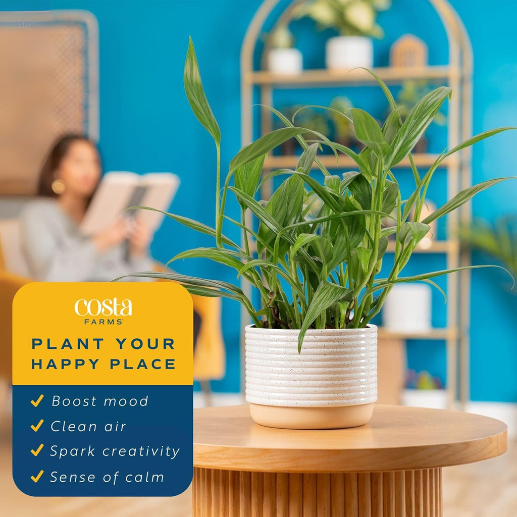 Costa Farms Live Plant Pothos | Easy to Grow 10-12 Inch Tall Vining Houseplant | Potted in 6-Inch Plant Pot | Housewarming, Birthday Gift | Home, Office, and Room Decor