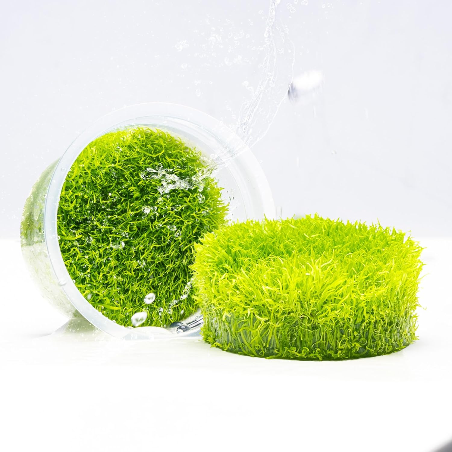 SubstrateSource Live Plant - Utricularia Graminifolia Tissue Culture Aquatic Live Aquarium Plant Grass Carpet for Aquascape - 100% Snail Free in Vitro Cup (Utricularia Graminifolia)