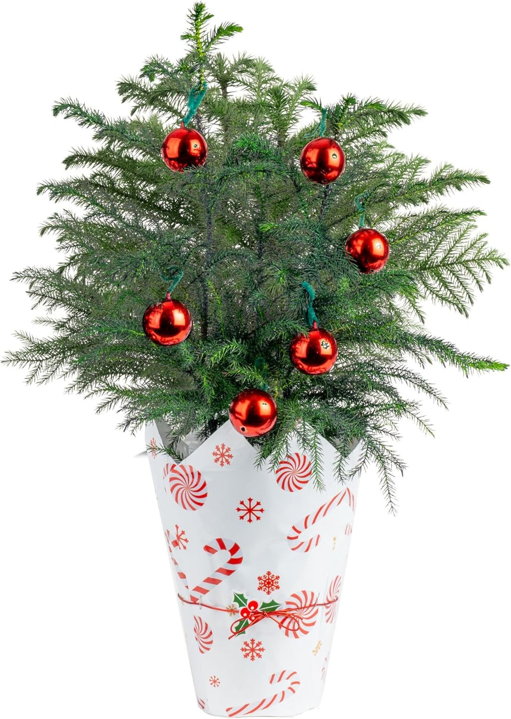 Costa Farms Norfolk Island Pine Live Christmas Tree, Live House Plant in Holiday Decorative Plant Pot, Easy to Maintain, Christmas or Holidays Decor, Decoration or Birthday Gift, 16-22 Inches Tall
