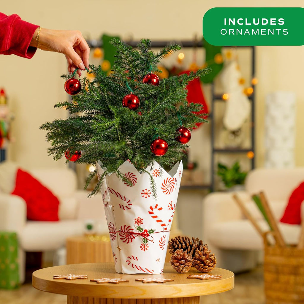 Costa Farms Live Small Norfolk Island Pine Christmas Tree in Modern Décor Planter, Holiday, Christmas Gift, Decoration, Holidays Room Decor, 10-12 Inches Tall