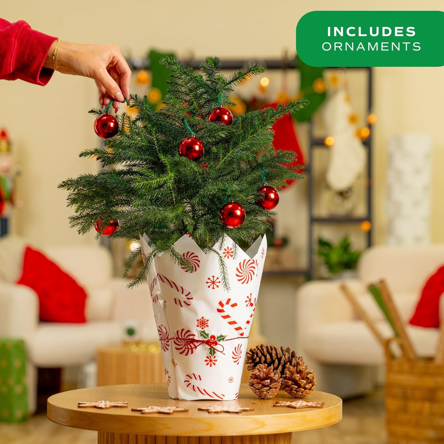 Costa Farms Live Small Norfolk Island Pine Christmas Tree in Modern Décor Planter, Holiday, Christmas Gift, Decoration, Holidays Room Decor, 10-12 Inches Tall