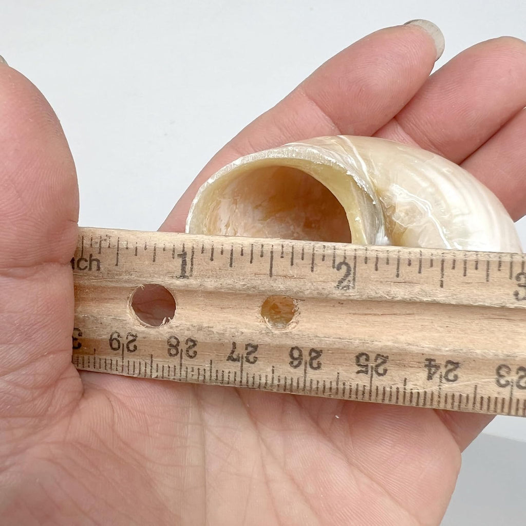 PEPPERLONELY 4 PC Natural Mixed Turbo Sea Shells, Hermit Crab Shells, 2 Inch ~ 2-1/4
