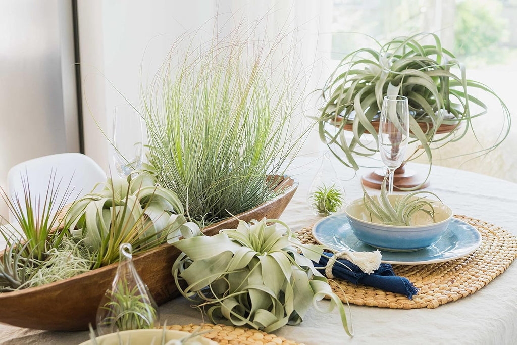 Air Plant Shop Glass Pentagon Terrarium - Air Plant Tillandsia Holder - Live Tillandsia Succulent House Plant - Home and Garden Decor - Easy Care Indoor Outdoor Plants