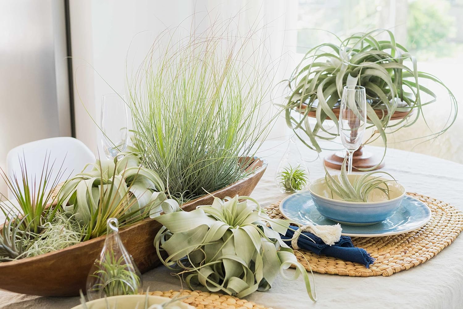 Air Plant Shop Color Cube Sets with Mixed Air Plants - Succulents - Live Tillandsia - Easy Care Indoor and Outdoor House Plants