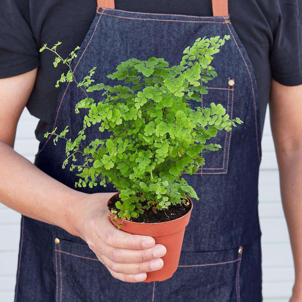 Maidenhair Fern Live Plant for Indoor | Different Houseplants in 4'' & 6'' Pot | Real House Plant for Living Room, Office, Desk & Bathroom | Black Southern | Venus Hair Fern