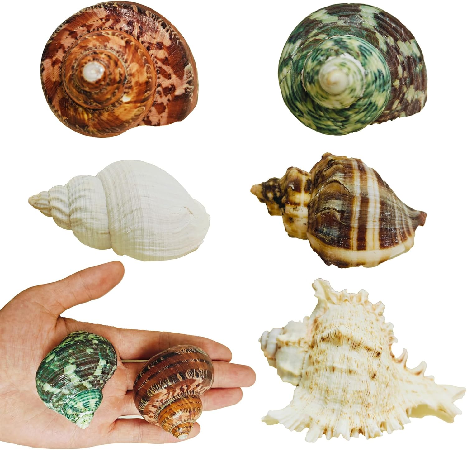 5PCS Large Hermit Crab Shells | Natural Sea Conch Shells Size 2.8" - 4", Opening Size 1.2" - 2.3" | Turbo Seashells for Hermit Crab Supplies and Fish Tank Decoration and live hermit crab accessories