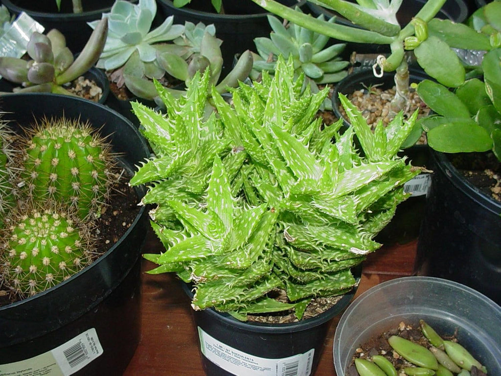 Zanzibar Aloe - Tiger Tooth Aloe - 3 Live Starter Plants in 2 Inch Pots - Aloe Juvenna - Easy Care Indoor Outdoor Ornamental Succulent