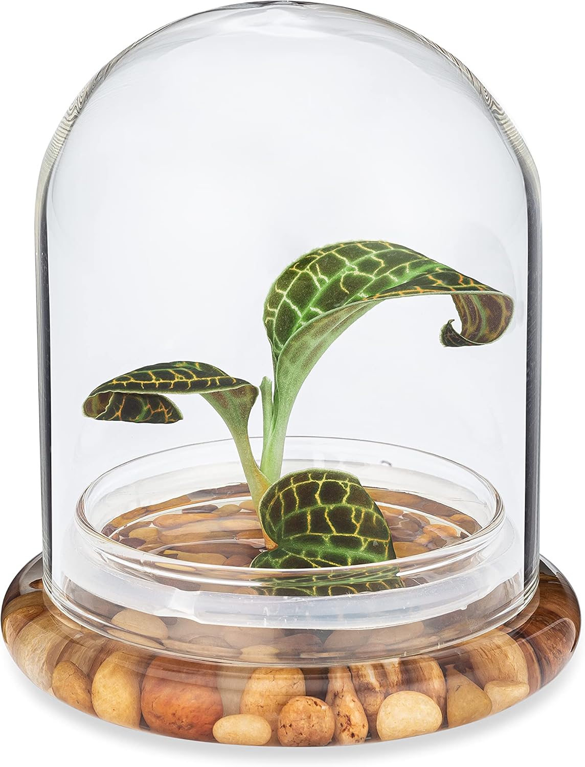 Jewel Orchid [Macodes sanderiana/petola] Live Orchid in Self-Sustaining Ecosystem, Maintenance Free Healthy Terrarium Plants Guarantee, Office and Home Decor (M. sanderiana Without Moss)