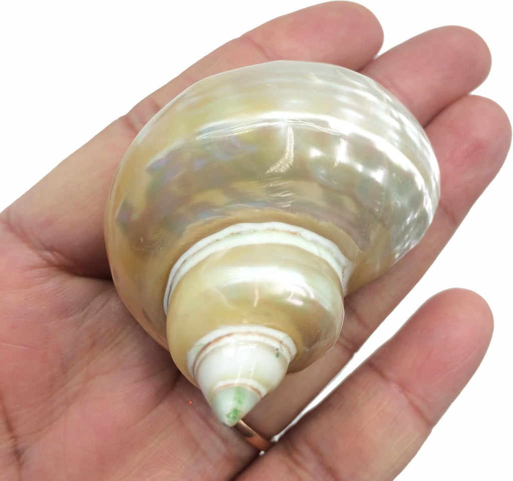 PEPPERLONELY 5PC Pearlized Gold Mouth Turbo, Hermit Crab Sea Shells, 1-1/2 Inch to 2 Inch