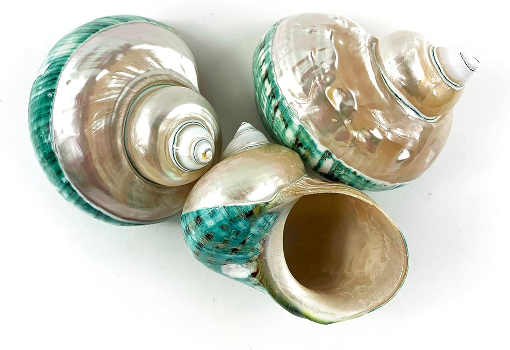 Heyiwell Large Polished Jade Top Turbo Seashells&Hermit Crab Shells 3.5"~4.5" Inch