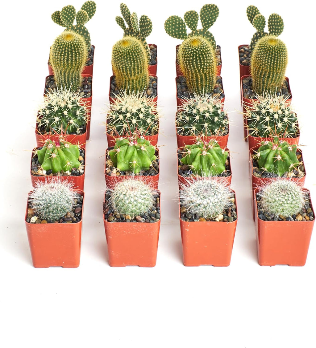 Shop Succulents Premium Live Mini Cactus Plants in Bulk 2" Pots, Easy Care Indoor or Outdoor Gardening, Terrariums, Favors, & Contemporary Spaces with Hardy, Resilient Varieties, Pack of 64