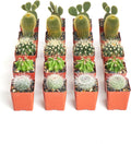 Shop Succulents Premium Live Mini Cactus Plants in Bulk 2" Pots, Easy Care Indoor or Outdoor Gardening, Terrariums, Favors, & Contemporary Spaces with Hardy, Resilient Varieties, Pack of 100