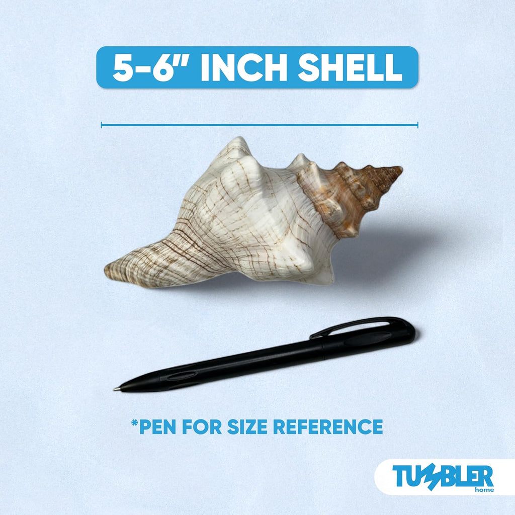 Tumbler Home Large Conch Sea Shells for Decorating or Fish Tank, Coastal & Nautical Decor, Air Plant Holder, Aquarium Ornaments, Big Sea Shell, Decorative Seashells, Beach Party Decor (Fox)