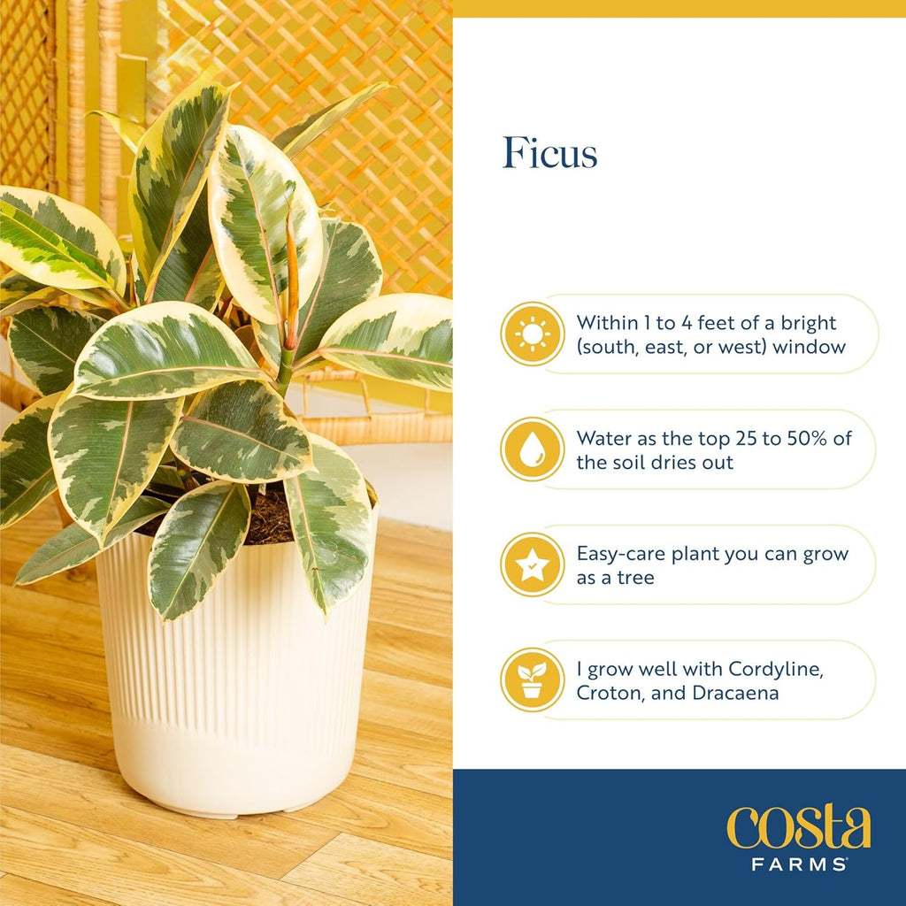 Costa Farms Ficus Live Plant in Decorative Pot, Indoor Houseplant, Assorted Variety, Home, Room, or Office Decor, Great House Warming or Birthday Gift, 12-18 Inches Tall