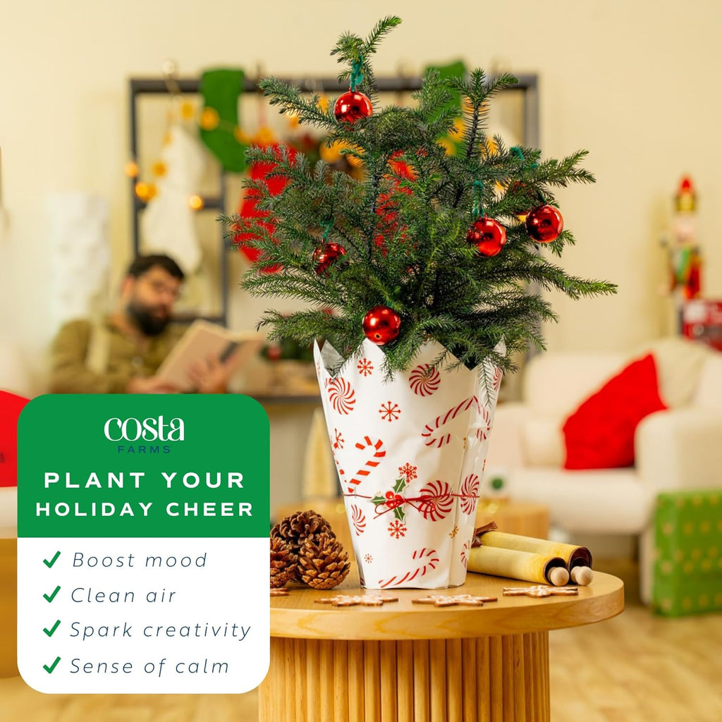 Costa Farms Live Small Norfolk Island Pine Christmas Tree in Modern Décor Planter, Holiday, Christmas Gift, Decoration, Holidays Room Decor, 10-12 Inches Tall