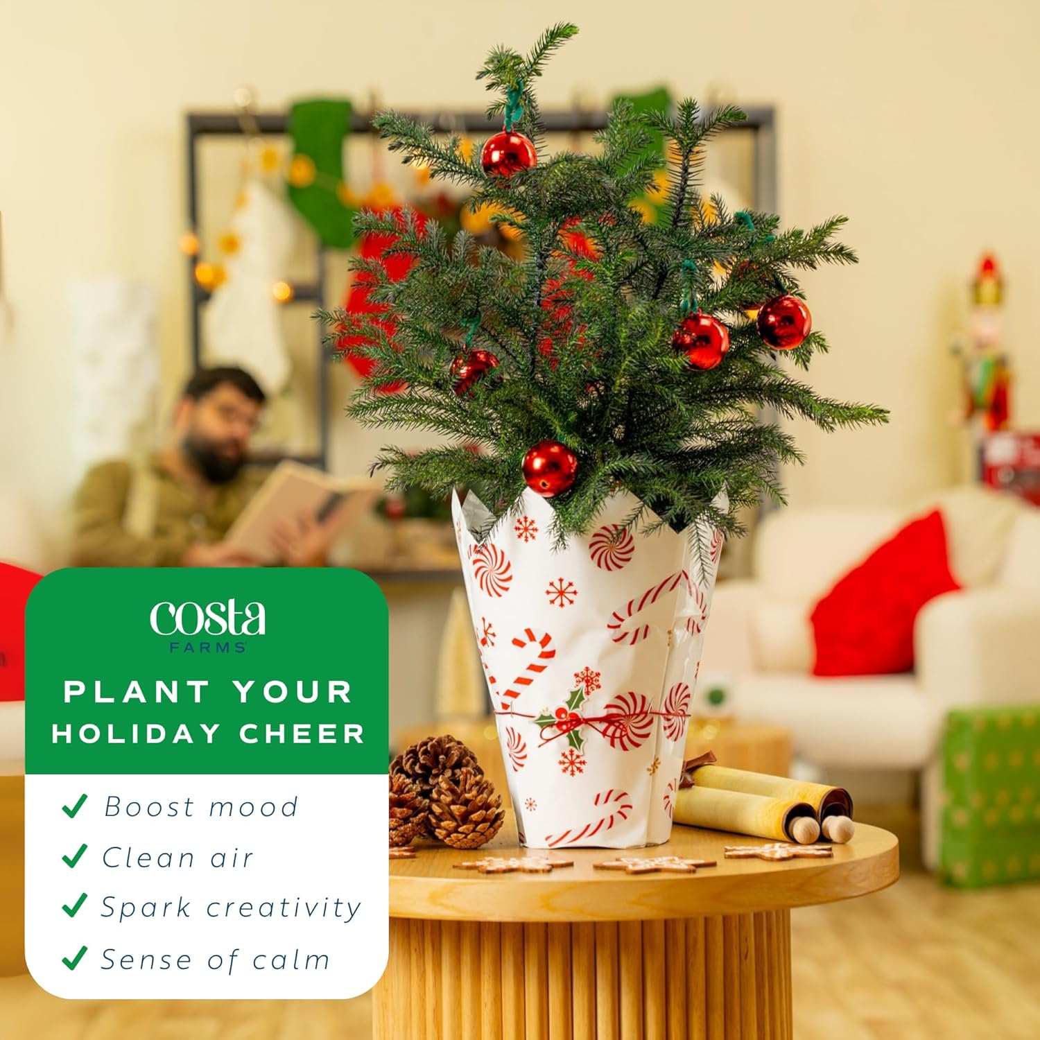 Costa Farms Live Small Norfolk Island Pine Christmas Tree in Modern Décor Planter, Holiday, Christmas Gift, Decoration, Holidays Room Decor, 10-12 Inches Tall