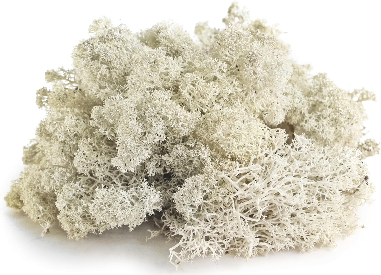 SuperMoss (23193) Reindeer Moss Preserved, White, 8oz Bag