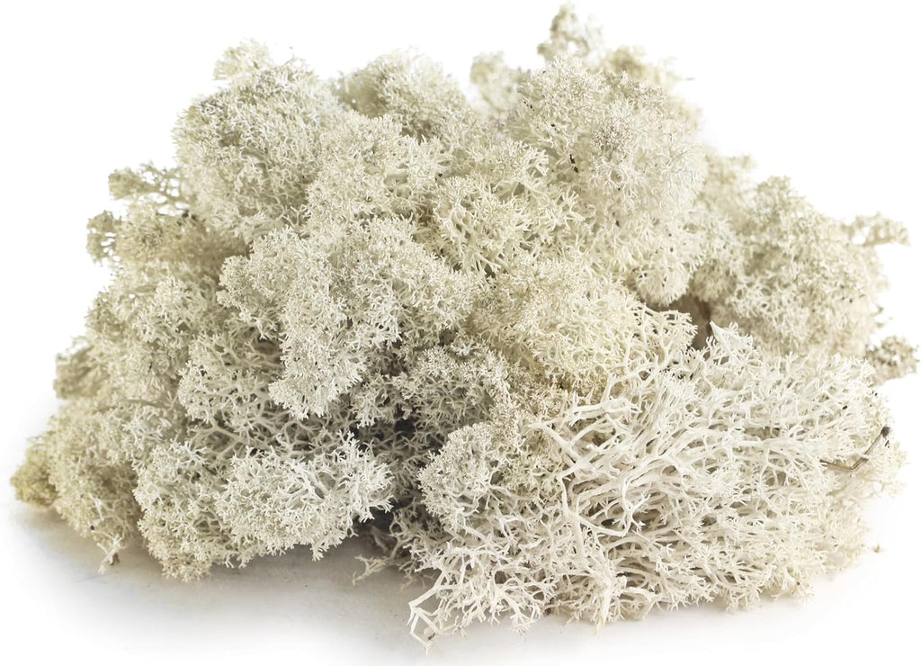 SuperMoss (23197) Reindeer Moss – Soft Preserved Moss for Home Decor, Crafts, Terrariums, Floral Design, and Wedding Decorations, 1,564 cu in, White