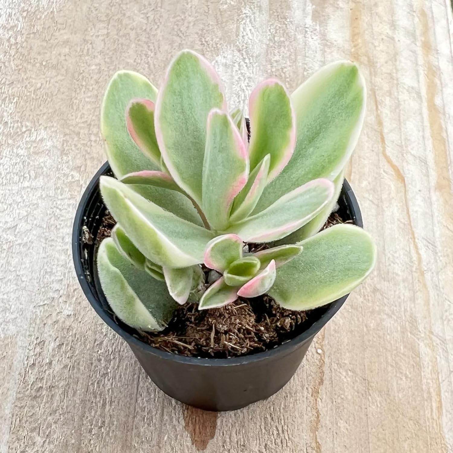 Sprout N Green Crassula Succulent Collection, 3 Live Succulent Plant Fully Rooted in 2inch Starter Pot, Home Office Indoor Outdoor Wedding Decoration DIY Projects Party Favor