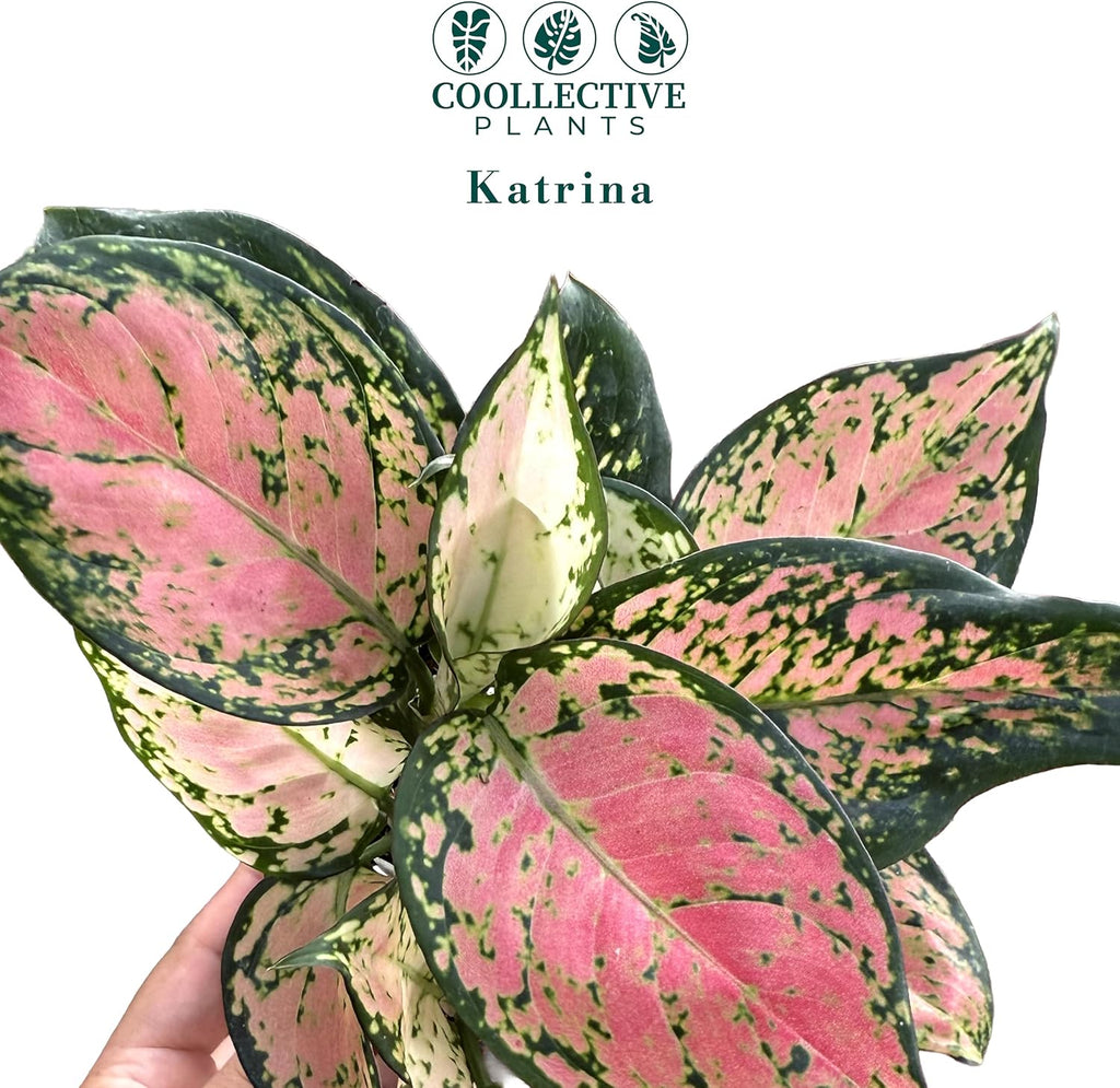 CoollectivePlants Aglaonema Katrina – Aglaonema Live Plant in 4” Grower’s Pot, Chinese Evergreen Plant Live, Green and Pink Variegated Foliage, Includes UniHeat Pack for Winter Protection