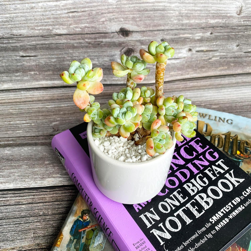 Sedum Clavatum Rare Live Succulent Plants, Cluster 3" Orange Green, Bare Root Without Pot & Soil, Garden Indoor Office Desk Baby Shower Decoration, Friend Plant Lovers Gifts