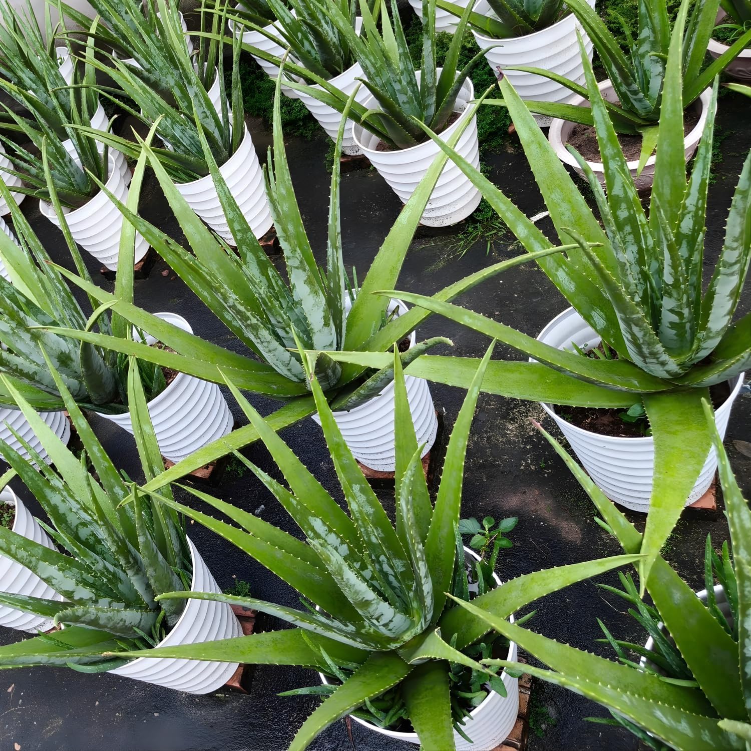 Live Aloe Vera Plant Succulent Trees | Aloe Vera Chinensis in Size 4 Inch Pot | Suitable for Indoor or Outdoor Garden | Easy-Growing Aloe Vera Pen Plant Ideal for Home Décor